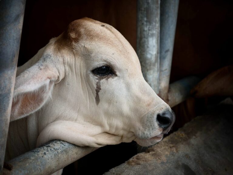 Compassion In World Farming Calls For Ban On Trade Of Farm Animals Suffering During Transport To EU Borders Due To COVID-19