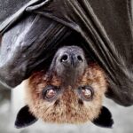 cuddly bat
