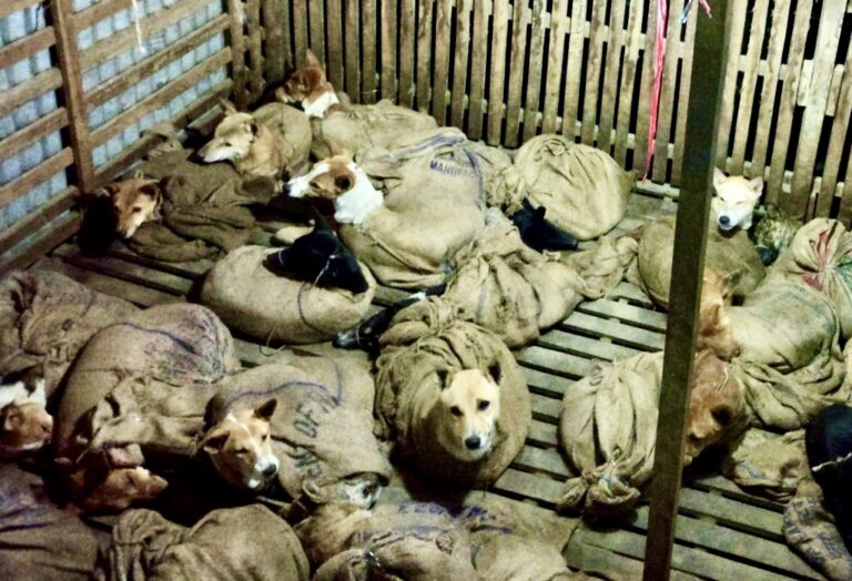 The State Of Mizoram In India Moves One Step Closer To Banning The Dog Meat Trade By Protecting Dogs From Slaughter