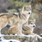 mexican gray wolf