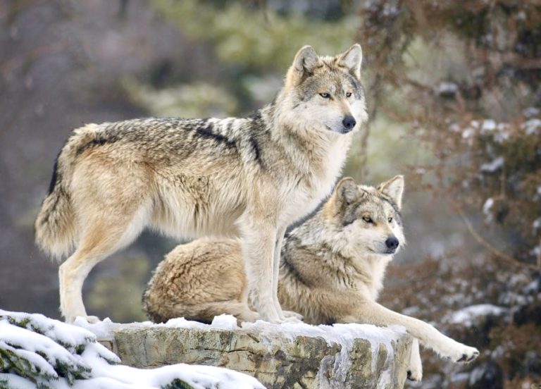 Mexican Gray Wolf Numbers Increase By 24% With 32 Additional Wolves Now