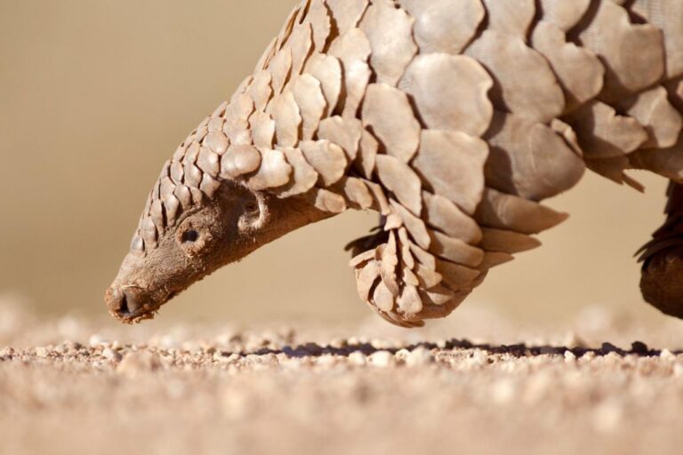 100 Groups Urge U.S. Congress To Address COVID-19 Causes: Wildlife Trade & Habitat Destruction