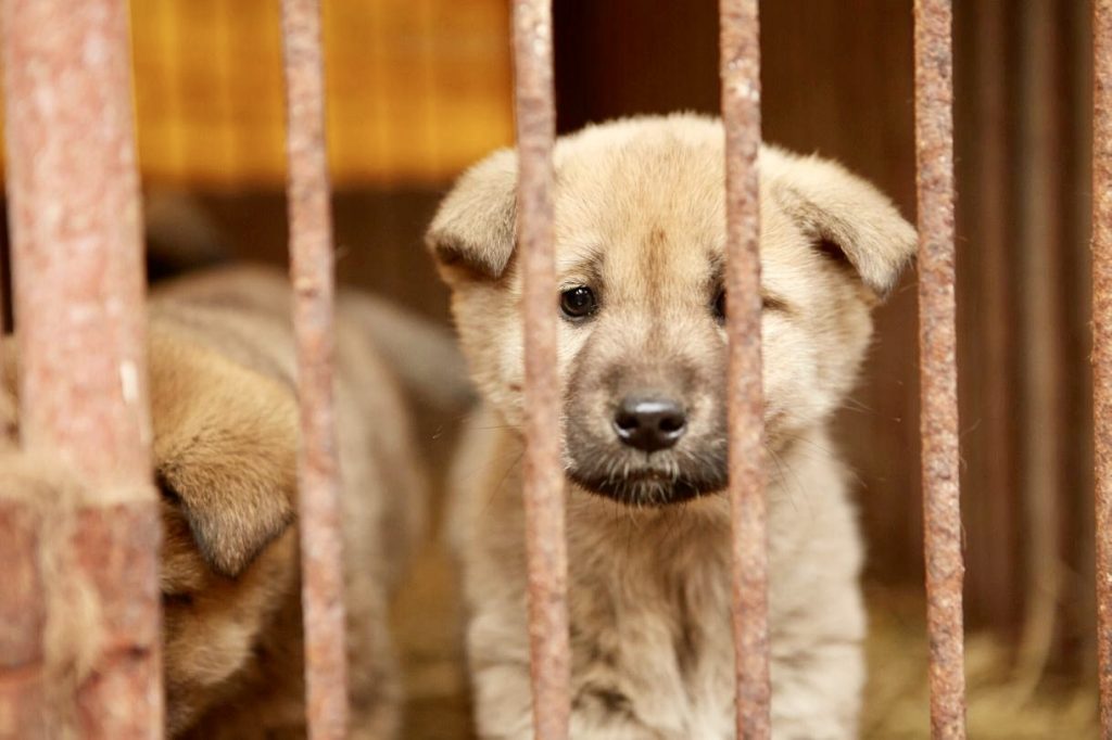 sad caged puppy - World Animal News