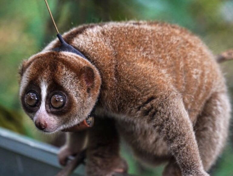 Thirteen Slow Lorises Return To Their Home In The Sumatran Rainforest After Being Rehabilitated By International Animal Rescue