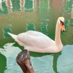 swan in italy city