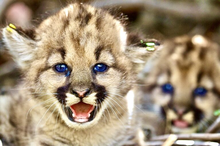 URGENT! Your Letters Are Needed By 5:00PM  PST TODAY, April 2nd, To Give Mountain Lions Endangered Species Act Protection In California