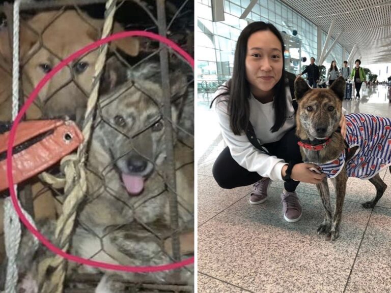 Urgent Need For Travelers From Seoul, South Korea, To Help Bring Stranded Dog Meat Survivors To Their New Homes In The U.S. & Canada