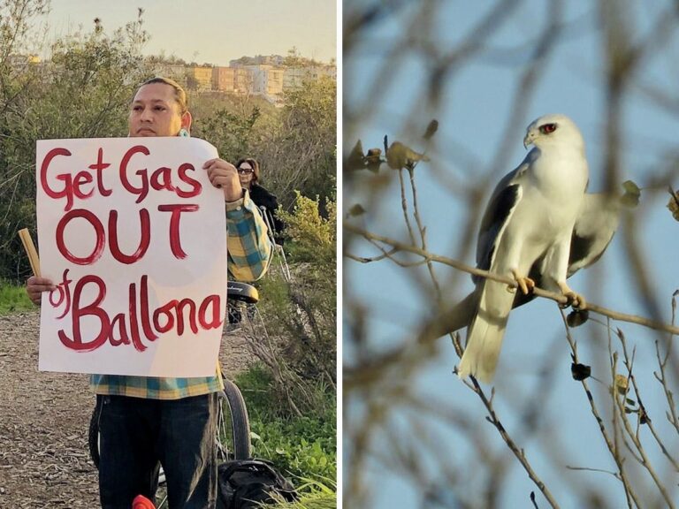 Don’t Let Heal The Bay Fool You; A Plan To Bulldoze The Ballona Wetlands Is NOT Restoration, Help Save The Critical Habitat From Destruction!