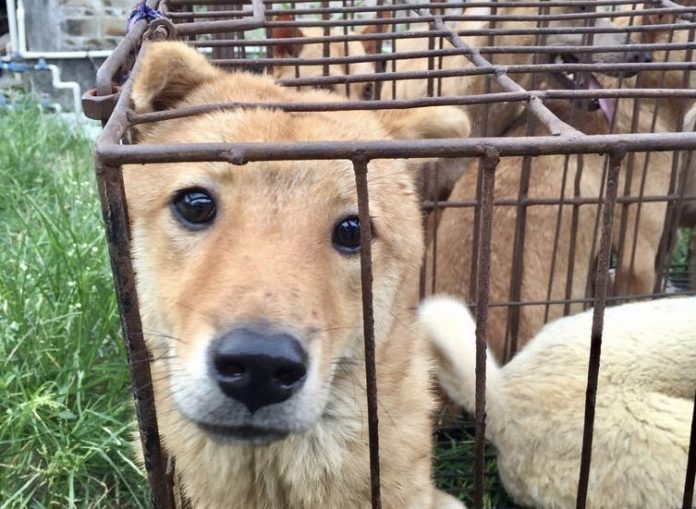 China’s Ministry of Agriculture States That Dogs Are Pets and Not ...