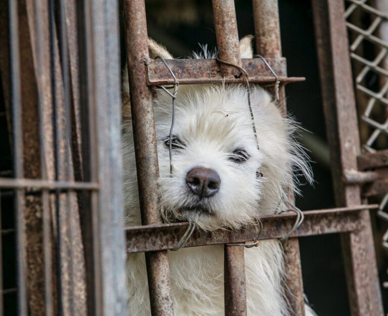 China’s Ministry of Agriculture States That Dogs Are Pets and Not Livestock, Giving Hope To An End To The Dog Meat Trade