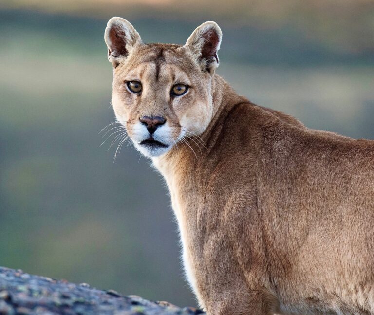 WAN Connects With The Mountain Lion Foundation After Judge Blocks California Development That Threatens The Survival Of Santa Ana Mountain Lions