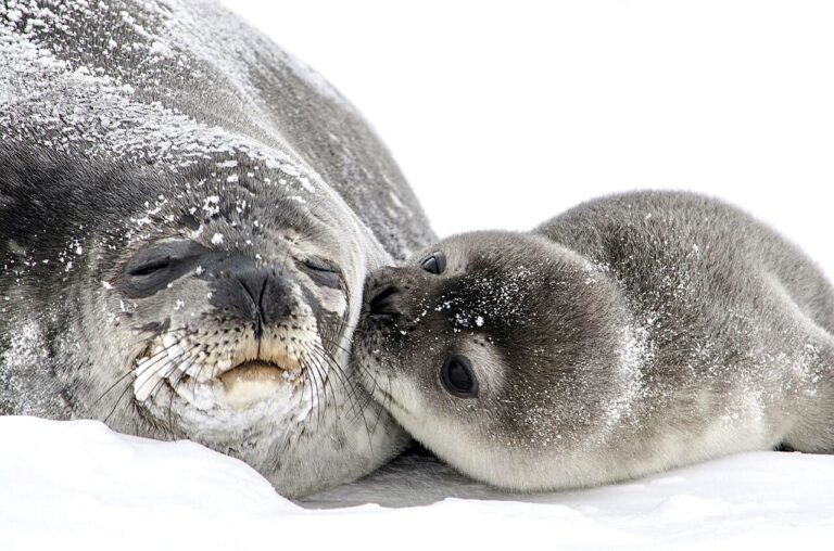 Call To Action! Sign Respect For Animals’ Urgent Letter Asking Norway To End This Year’s Barbaric Seal Hunt With A Quota Of 18,548 Harp Seals