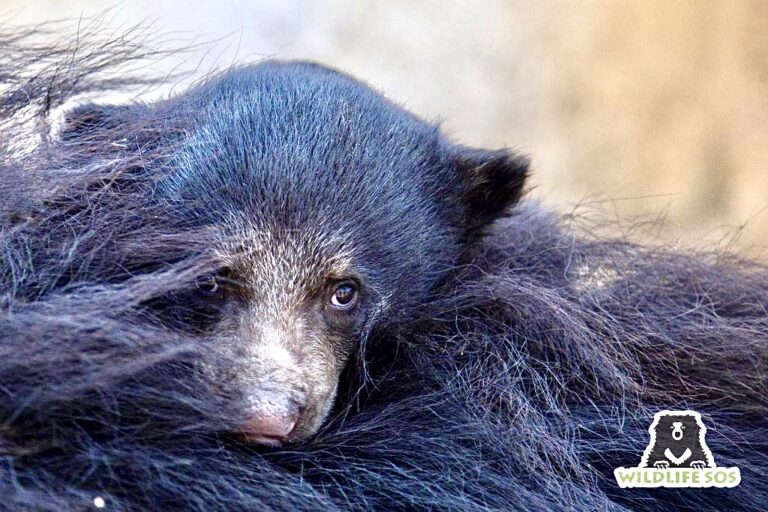 WAN Exclusive: Wildlife SOS Calls On The Chinese Government To End The Use Of Bear Bile For COVID-19 & Traditional Chinese Medicine