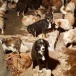 Dog slaughterhouse rescue Yulin China