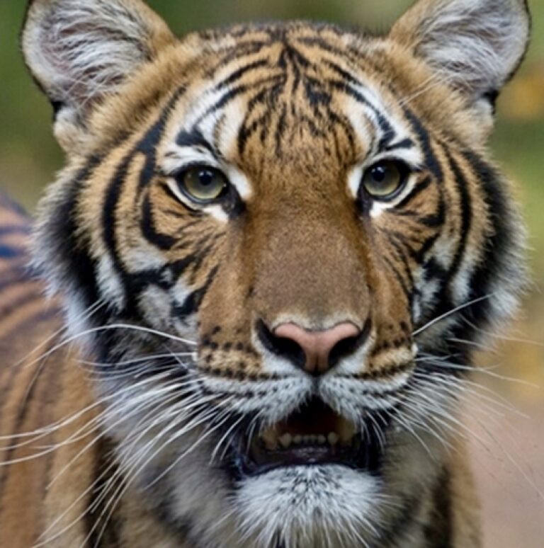 Update! WAN Talks With The USDA & Wildlife Conservation Society About Malayan Tiger Infected With COVID-19 After Being In Contact With Her Caretaker At The Bronx Zoo