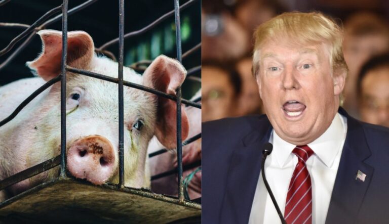 The Wrong Move! Trump Unfathomably Signs Executive Order For  U.S. Slaughterhouses To Remain Open During COVID-19 Pandemic