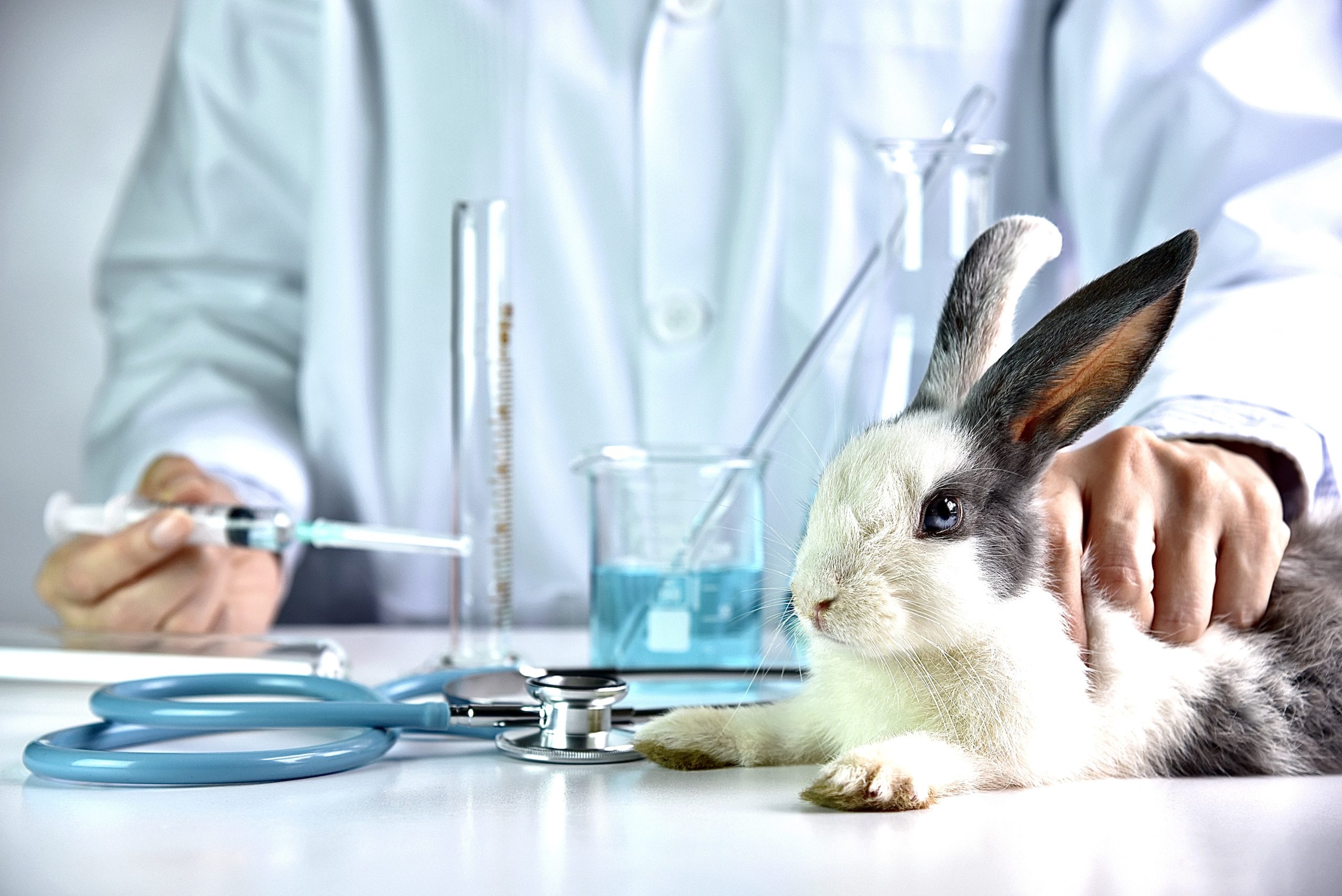 animal testing on rabbit - World Animal News