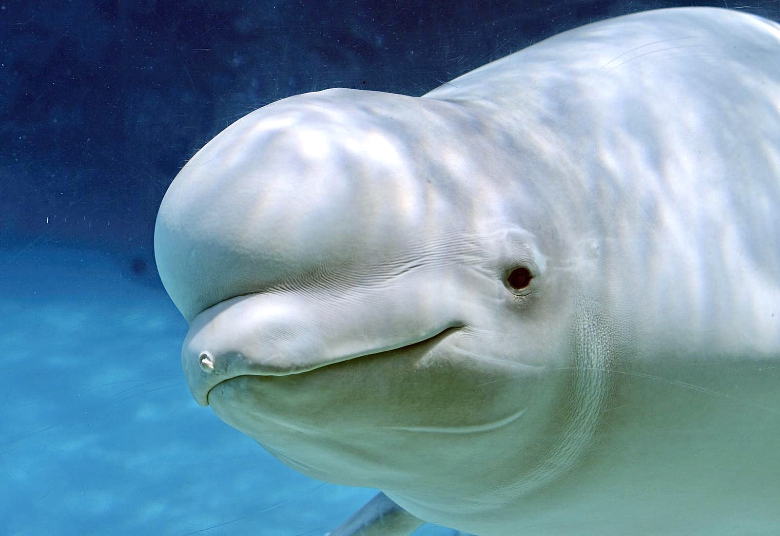 Georgia Aquarium's Beluga Whale Capture Comes Under Fire