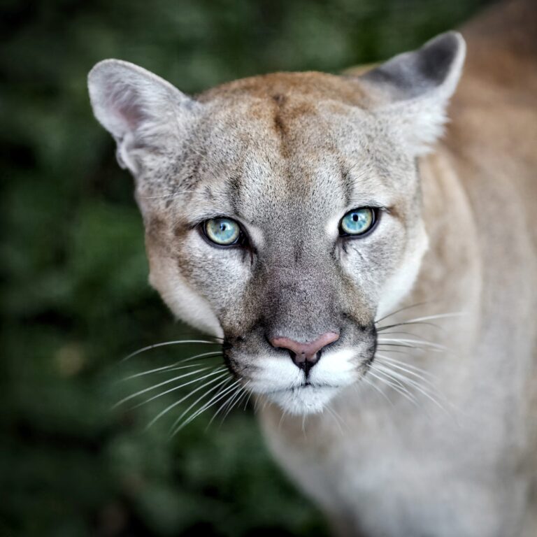 Victory! Because Of Thousands Who Spoke Up, Commission Votes 5-0 To Protect Mountain Lions Under California’s Endangered Species Act