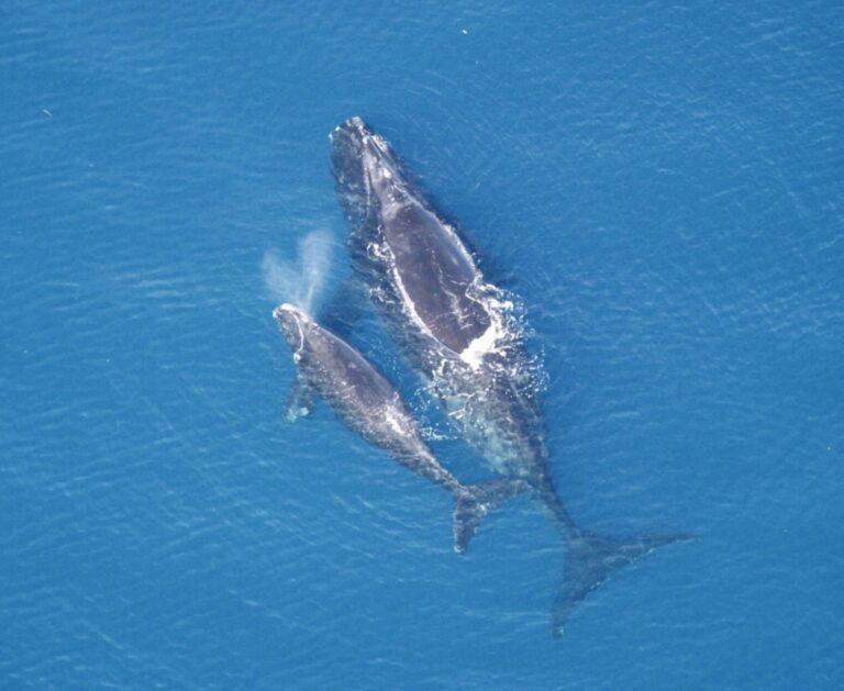 Federal Judge Rules That National Marine Fisheries Service Failed To Protect Last 400 Critically Endangered North Atlantic Right Whales From Lobster Trap Entanglements