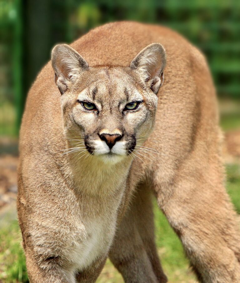 Urgent! Your Voices Are Needed Before April 16th To Help Mountain Lions Become Protected Under California’s Endangered Species Act