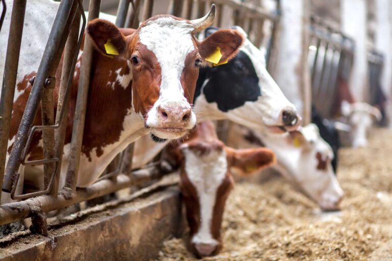 New Report Names Smithfield Foods & JBS USA Worst Slaughter Plants In The U.S. For Animal Abuse Violations