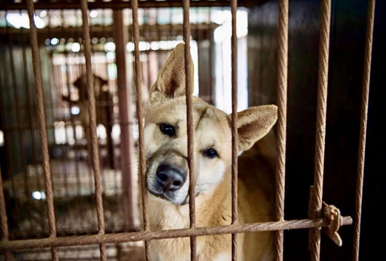 Victory! A Second City In Mainland China Bans The Consumption Of Dogs, Cats, and Wildlife, Giving Hope That More Cities In China Will Follow Suit