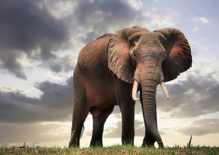 African Wildlife Foundation Launches New 10-Year Strategy To Protect Africa’s Wildlife And Wildlands