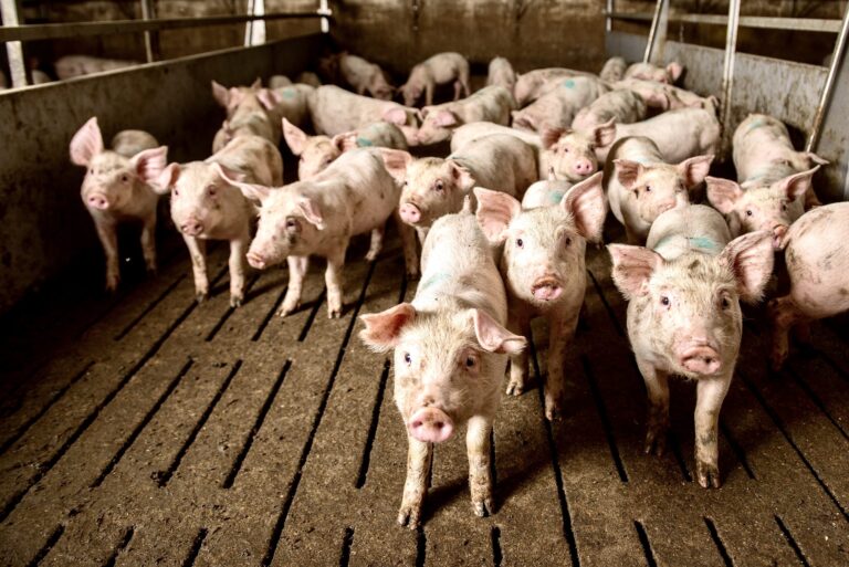 Another Meat Processing Plant Closes In The U.S. Due To The COVID-19 Pandemic