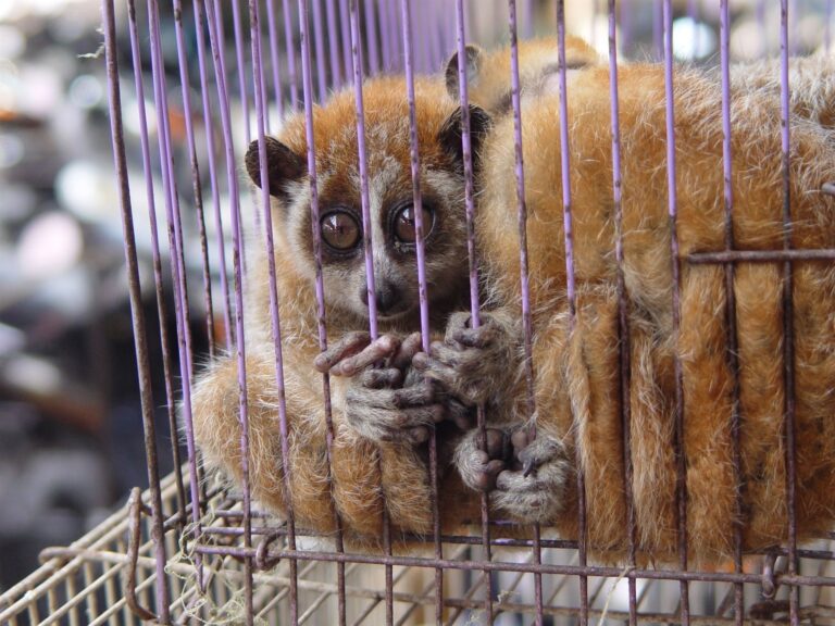 Help End The Wildlife Trade: New Coalition Invites Global Community To Take A Stand Against Future Pandemics