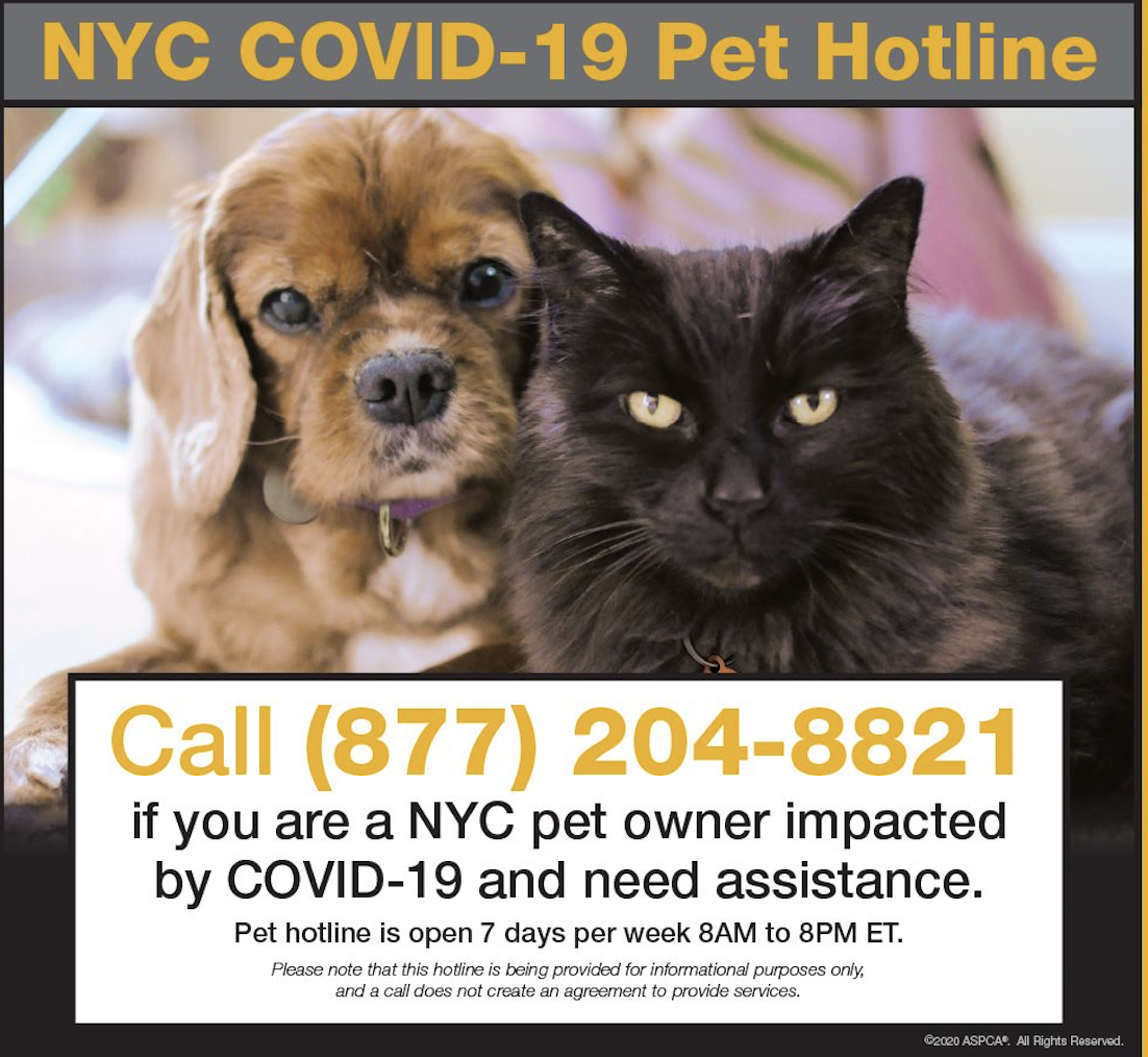 New York City Launches COVID-19 Pet Hotline To Provide Support For Animals  Of Residents Affected By The Coronavirus - World Animal News