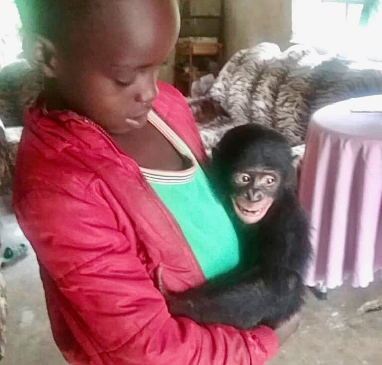 Conserv Congo Rescues Orphaned Baby Bonobo After Hunter Finds Her Alone In The Jungle