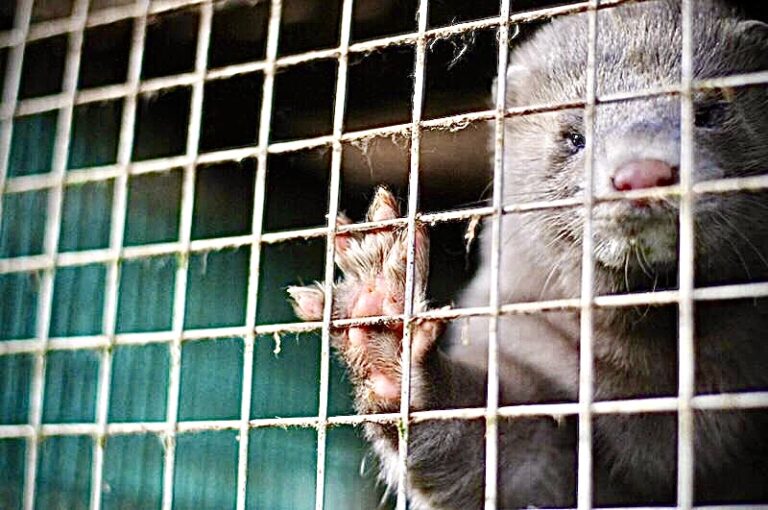 Minks Found To Be Infected With COVID-19 From Humans At Deplorable Fur Farms In The Netherlands; End Fur Farming!