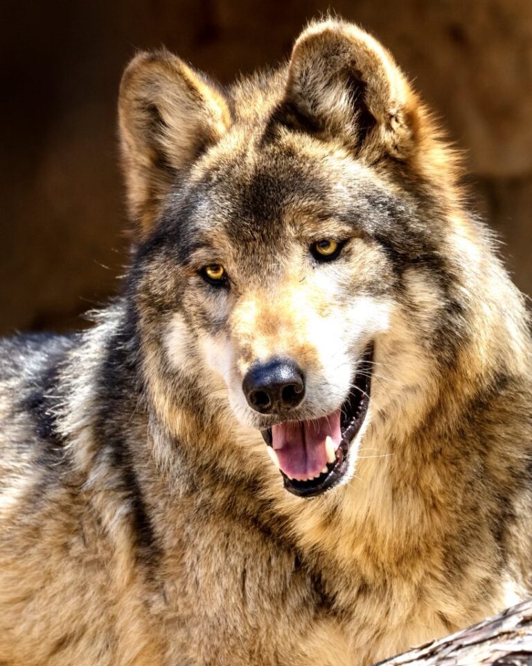 Urgent! The Public Has 60 Days To Comment On U.S. Fish & Wildlife’s Mexican Gray Wolf Plan Rewrite; They Need Our Protection!