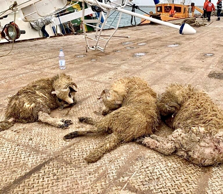 After More Than 14,000 Sheep Die In Romanian Ship Tragedy, New Report On Live Animal Transports Reveals Why Live Exports Must Be Banned Worldwide