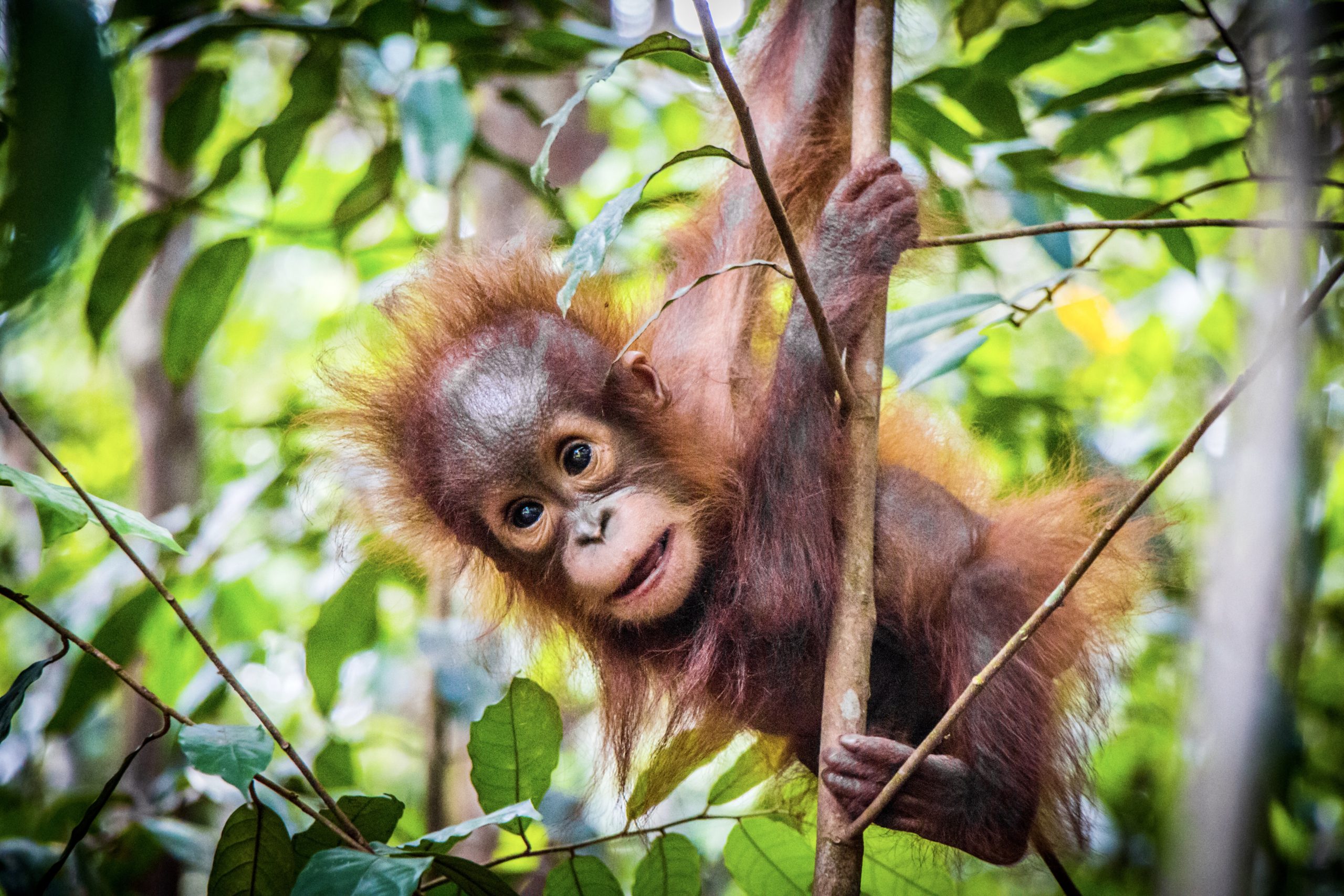 baby orangutan in tree  World Animal News