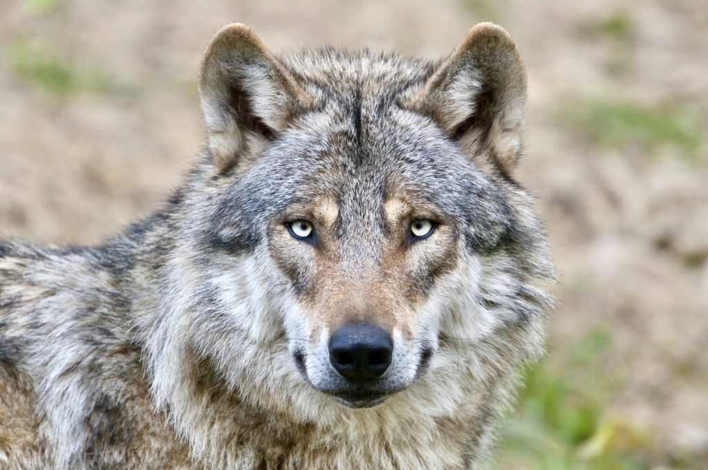 Stop The Senseless Killing Of Kettle River Range Wolves in Washington State