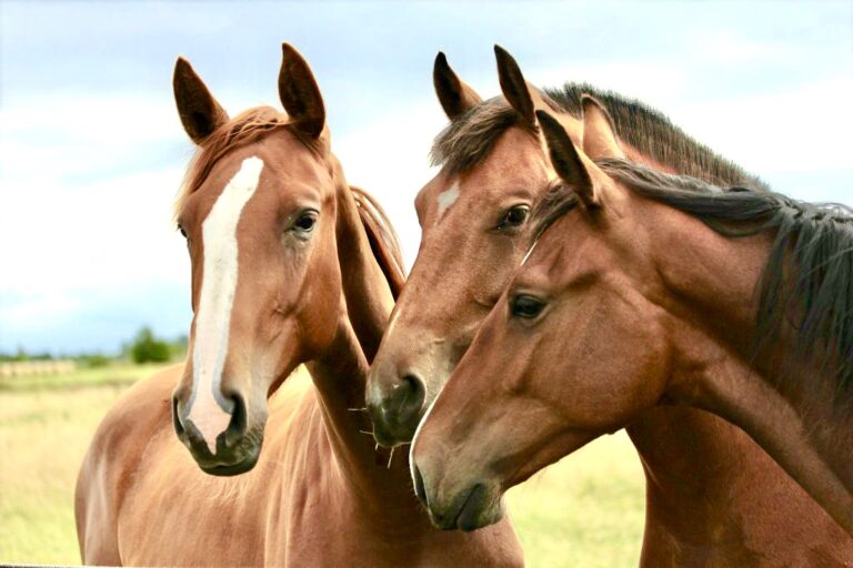 Urgent Call To Action! Help Stop Massive Slaughter Of Thousands Of Wild Horses & Burros By The BLM In The United States