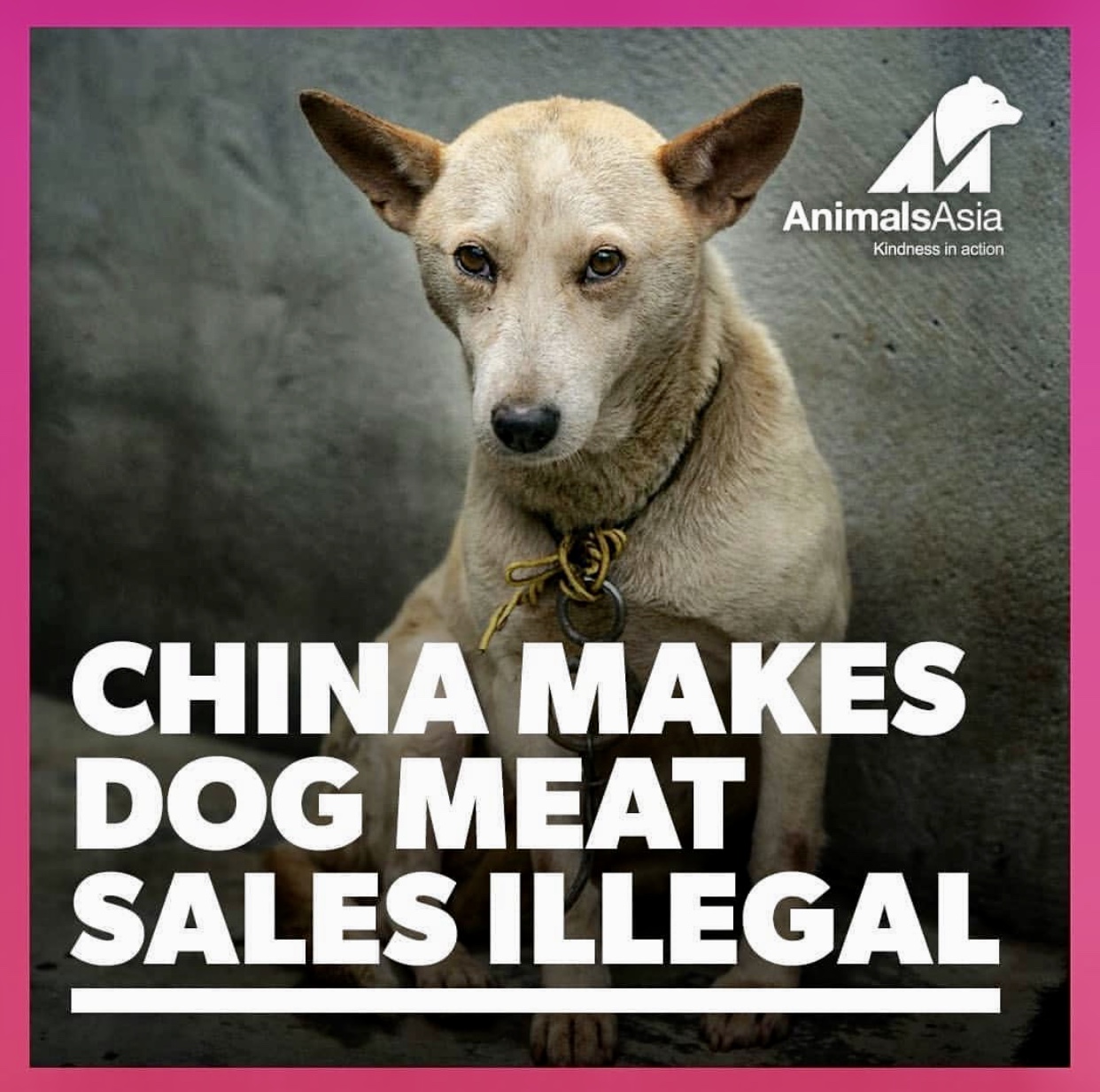 VICTORY! China Makes Dog Meat Sales Illegal Finally Ending The Barbaric Dog  Meat Trade! - World Animal News