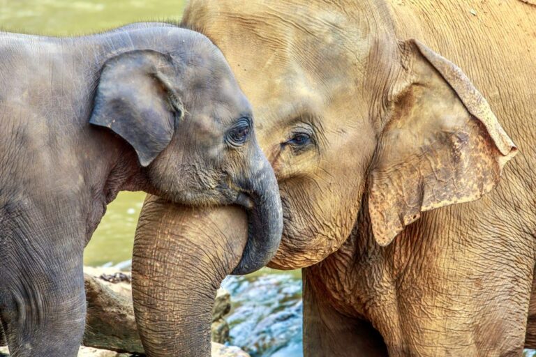 Washington, D.C., Passes Law To Ban The Sale Of Ivory & Rhino Horn; Bill Moves To Congress For Final Approval