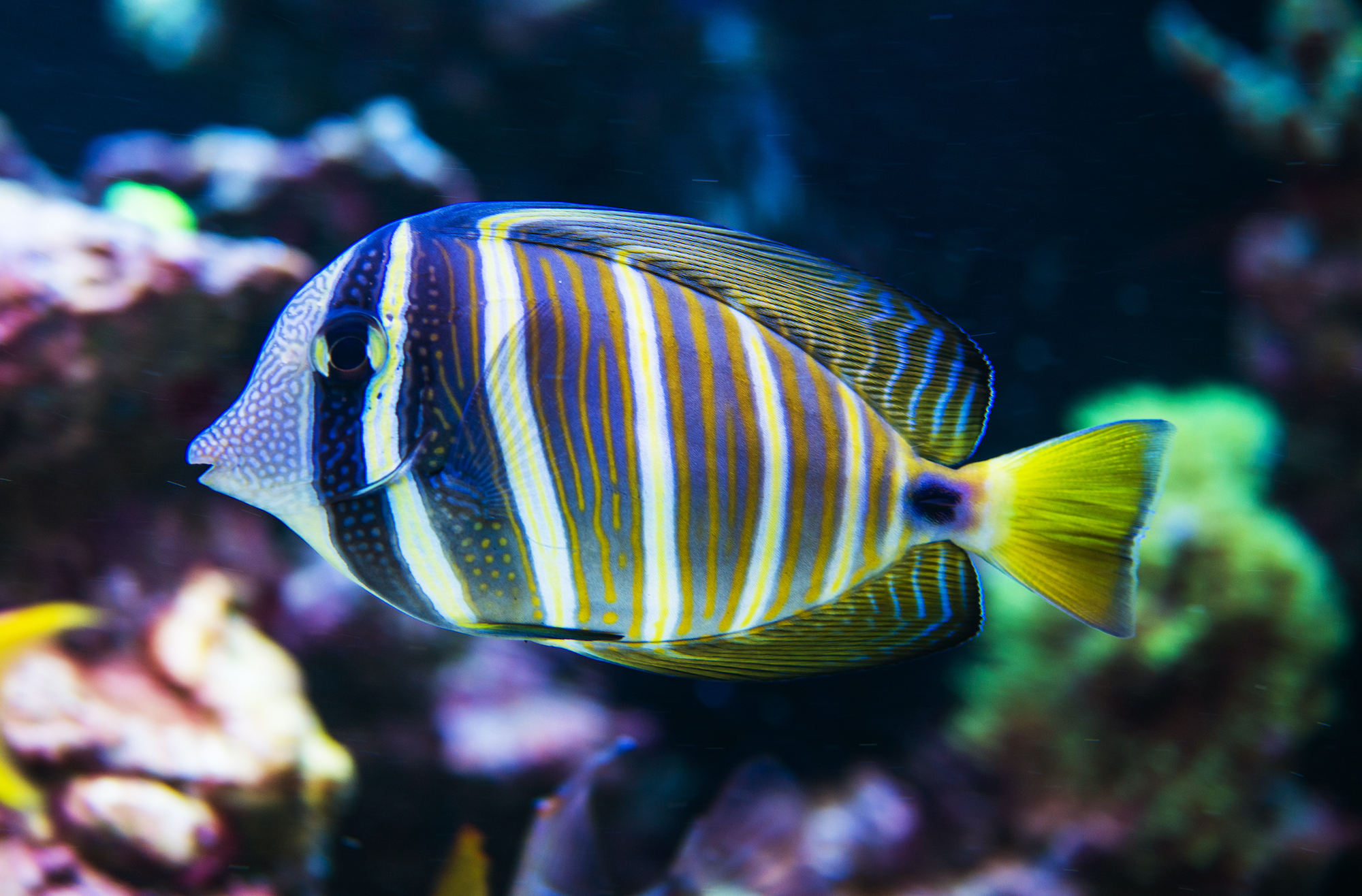 Exotic Striped Fish In Natural Surroundings. - World Animal News