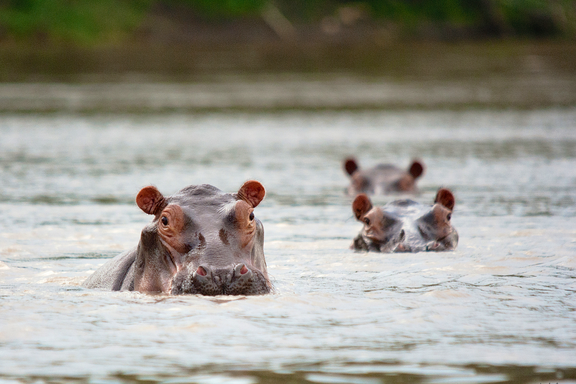 Hippopotamus Amphibius Wild Animal In The Nature Habitat African