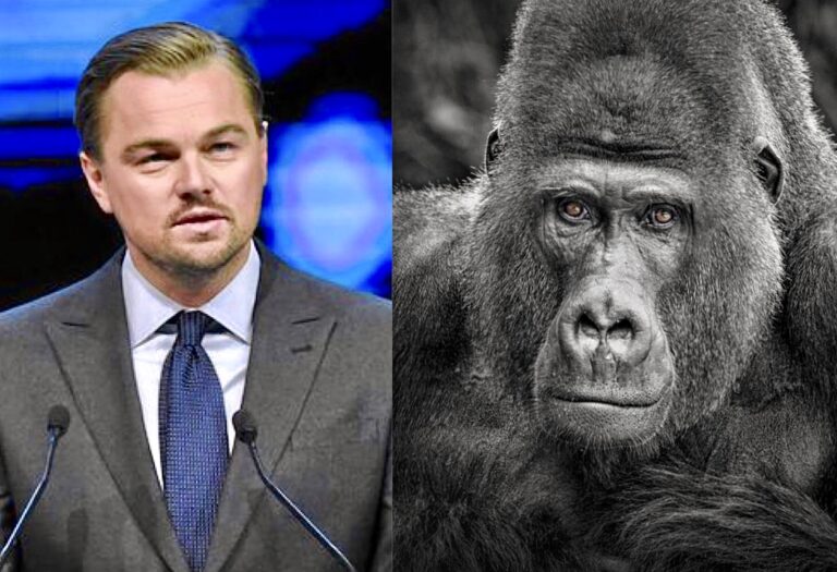 Leonardo DiCaprio Helps Launch $2 Million Dollar Virunga National Park Fund To Protect The Congo & Mountian Gorillas Following Tragic Massacre