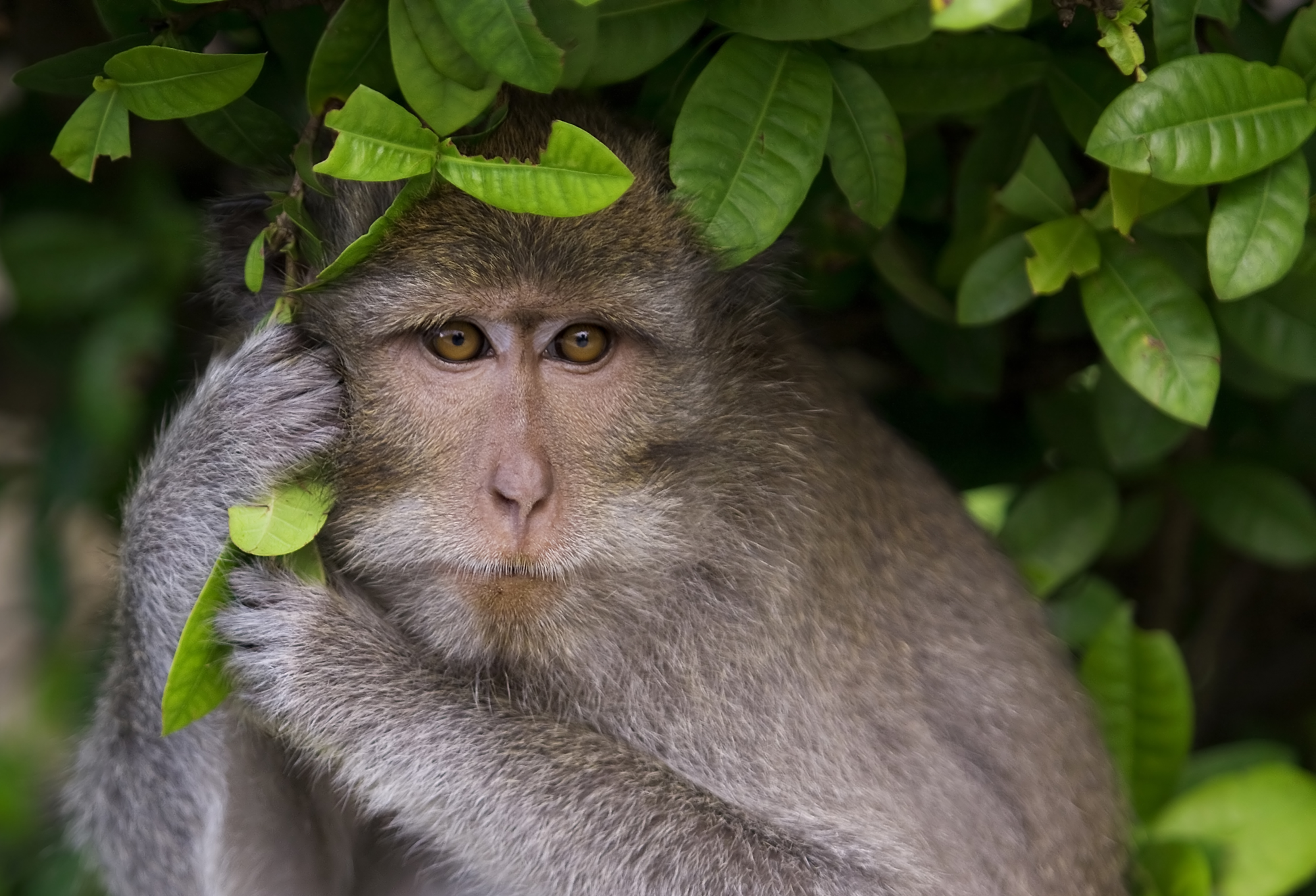 Macaque Monkey Pf6epm4 World Animal News