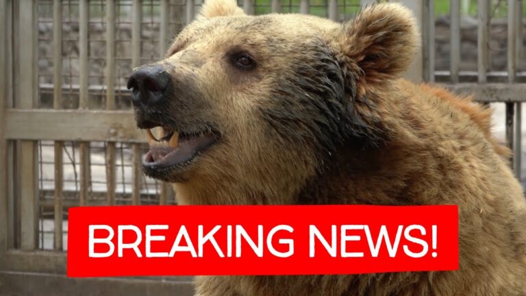 IAR Rescues A Mother Bear & Her Two Sons That Were Being Exploited As Tourist Attractions In A Restaurant In Armenia