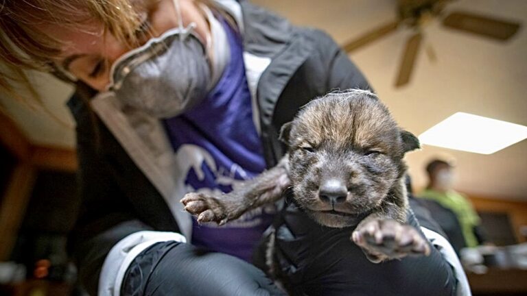 9 Critically Endangered Mexican Gray Wolf Pups Born In Captivity Will Be Released Into The Wild & Raised By Wolf Packs In Arizona & New Mexico