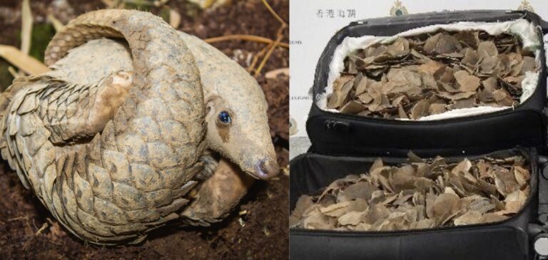 Zhang Guozhu & Ding Wei From Mainland China Sentenced To Jail For Smuggling 100kg Of Pangolin Scales Into Hong Kong
