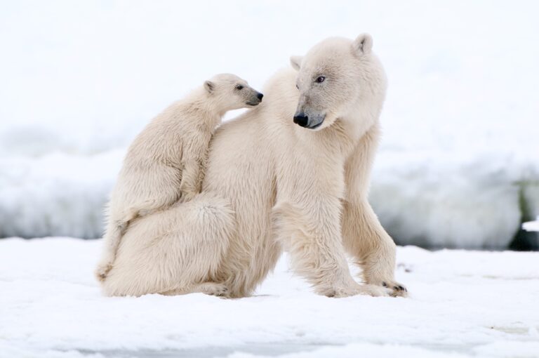 Trump Administration Moves Forward With Massive Oil & Gas Project In Alaska Threatening The Survival Of Many Endangered Species