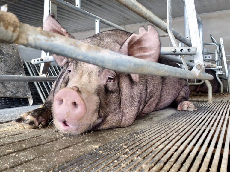 New Jersey Residents: Help Ban Barbaric Gestation Crates That Confine Pregnant Pigs In Areas So Small That They Can’t Turn Around