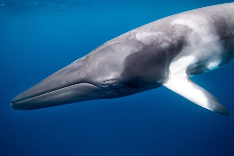 Great News! Icelandic Whales Will Be Safe In 2020 As Iceland Stops Whaling For Second Year In A Row